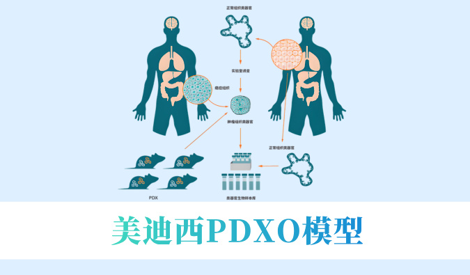 尝试猴要退？肿瘤研发何去何从？看和记H88PDXO模型若何接棒